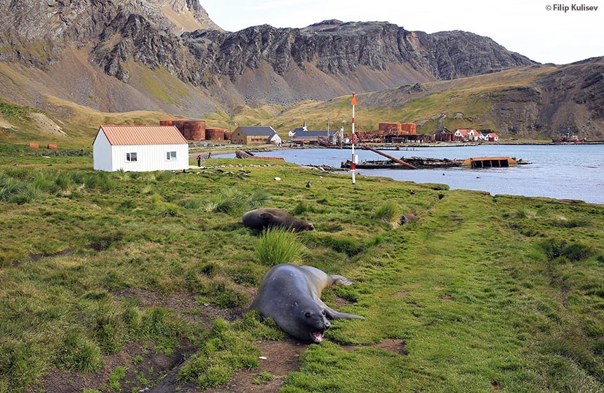 Antarctic_2020_11_Abenteuer und Wildtiere